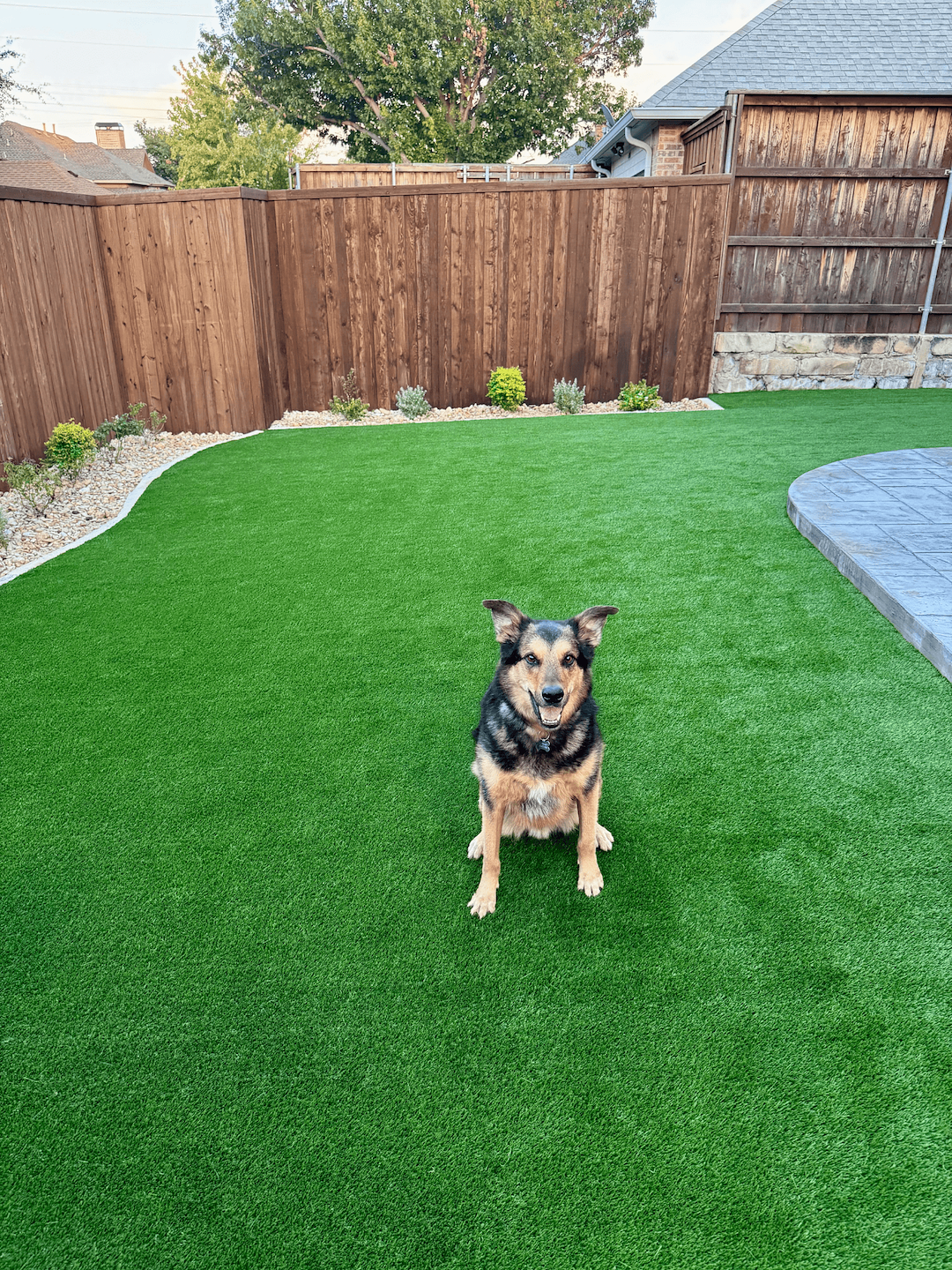 Complete Backyard Overhaul with Pet-Friendly Artificial Turf and Paver Walkway in Plano, TX